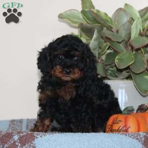 Giggles, Cavapoo Puppy